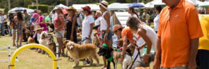CaboViVO Los Barriles dog show