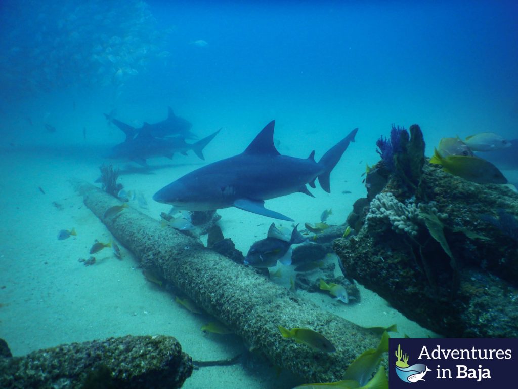 Diving in Cabo Pulmo