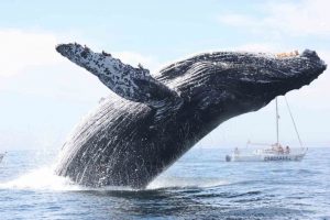 Whale watching season in Los Cabos!