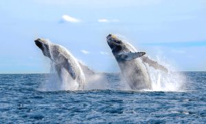 Whale watching season in Los Cabos!