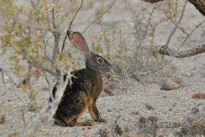 Unusual Plant and Animal Species in Baja