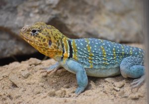 Unusual Plant and Animal Species in Baja
