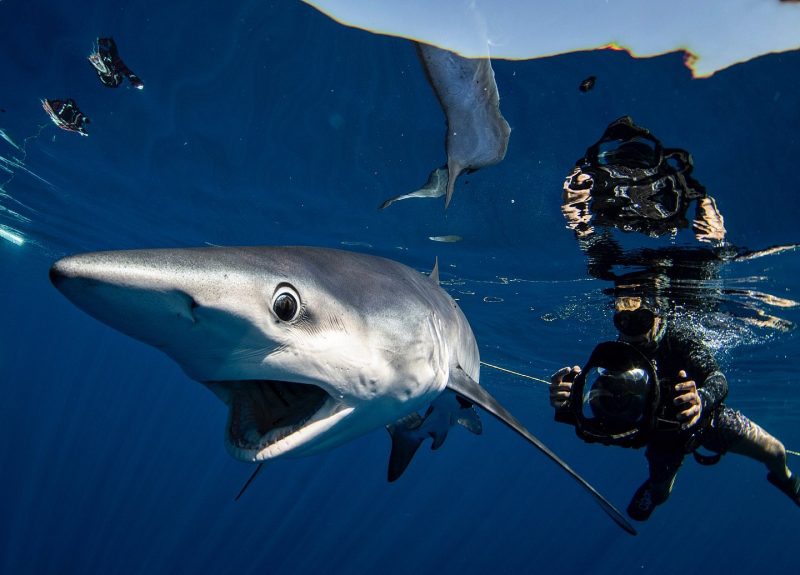 Cabo Shark Dive