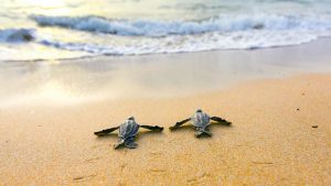 Sea Turtle Season