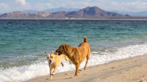 Dog Friendly Beaches in Los Cabos