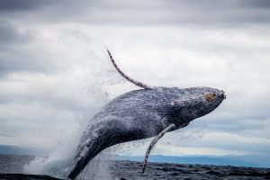 Whale Watching Season in Los Cabos