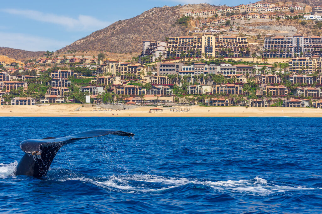 Cabo San Lucas Directory