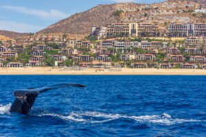 Cabo San Lucas Directory